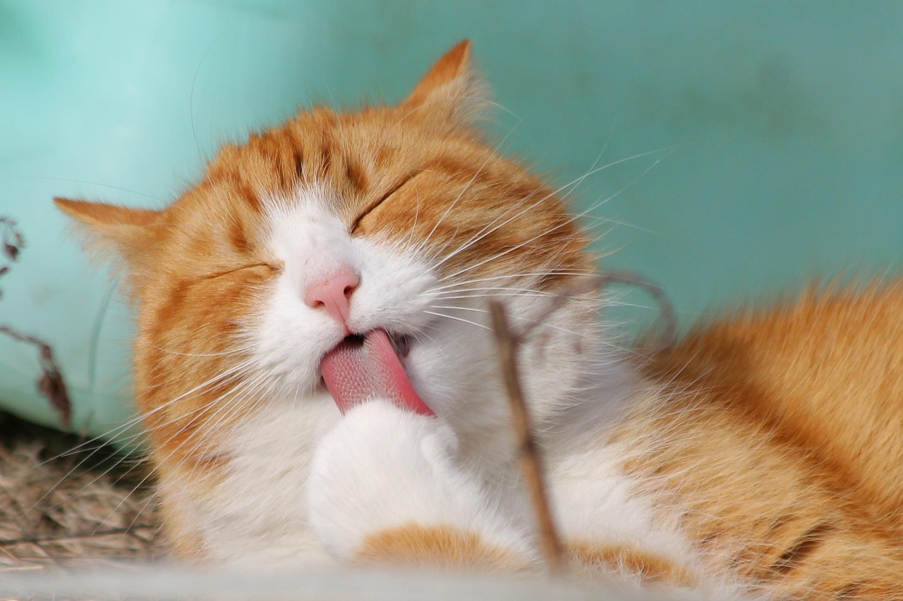 cat, pet, licking, animal, tabby cat, domestic cat, feline, mammal, cute, adorable, nature, portrait
